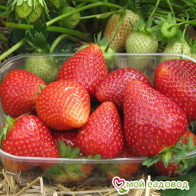 Клубника Розана