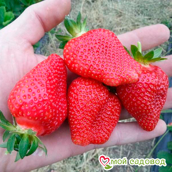 Клубника Альба (ранний сорт)