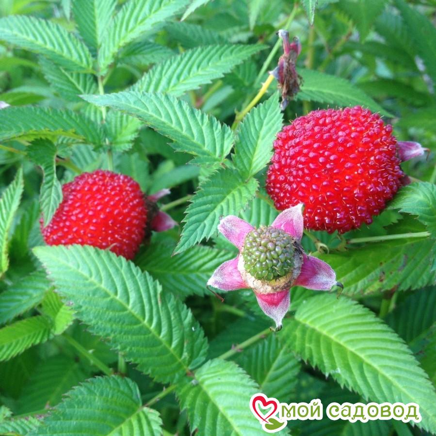 Малино-клубника