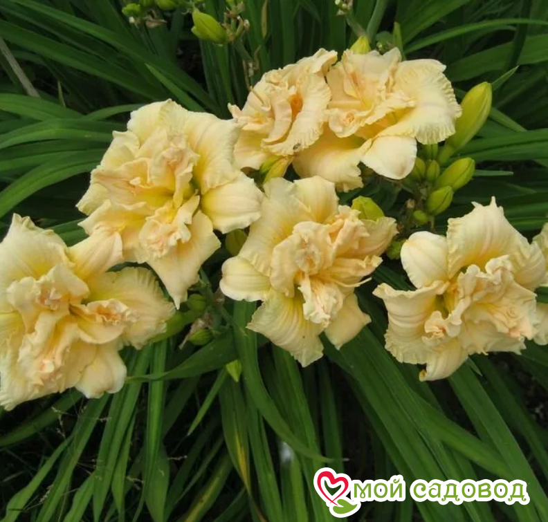 Лилейник Боул оф Крем / Bowl of Cream